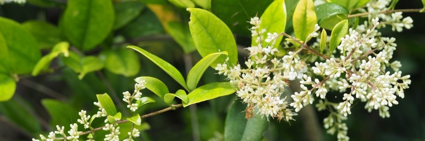 Privet, Fast-Growing Hedge