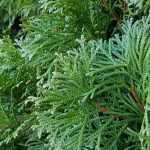 Fast-growing hedge: 10 bushes for quick growth hedge