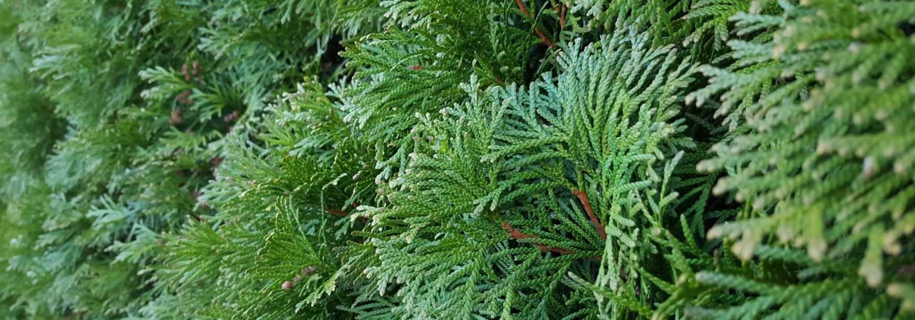 Fast-growing hedge: 10 bushes for quick growth hedge