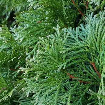 Fast-growing hedge: 10 bushes for quick growth hedge