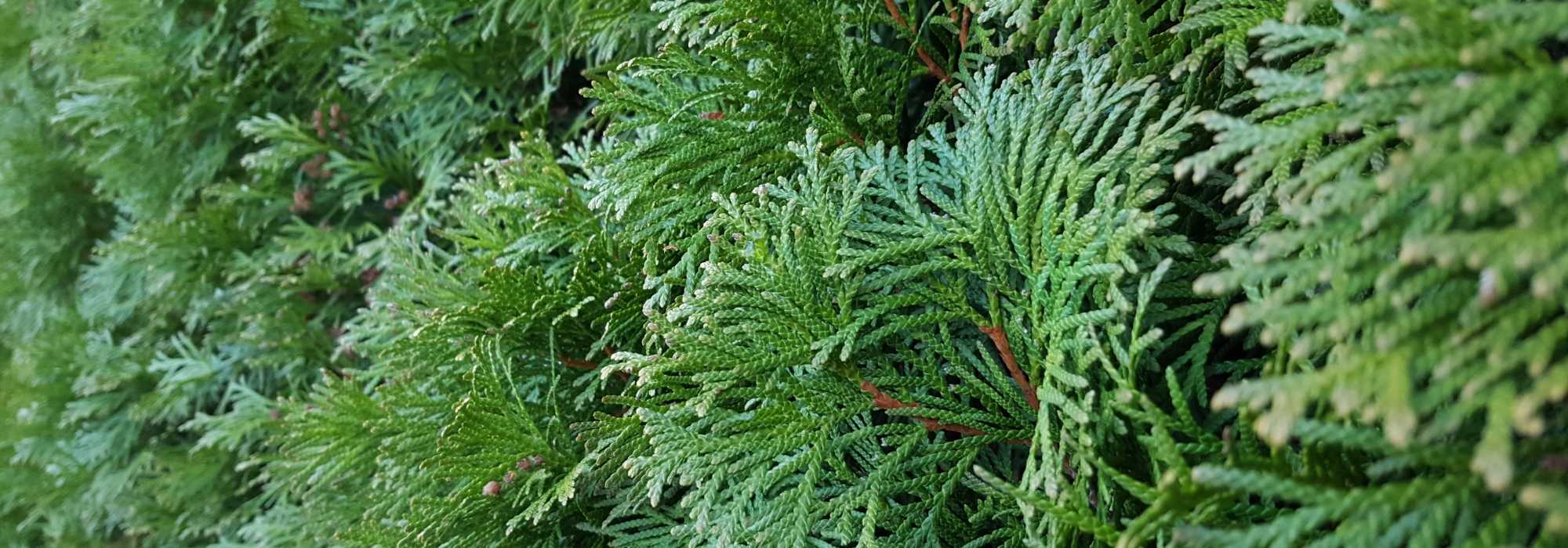 Fast-growing hedge: 10 bushes for quick growth hedge