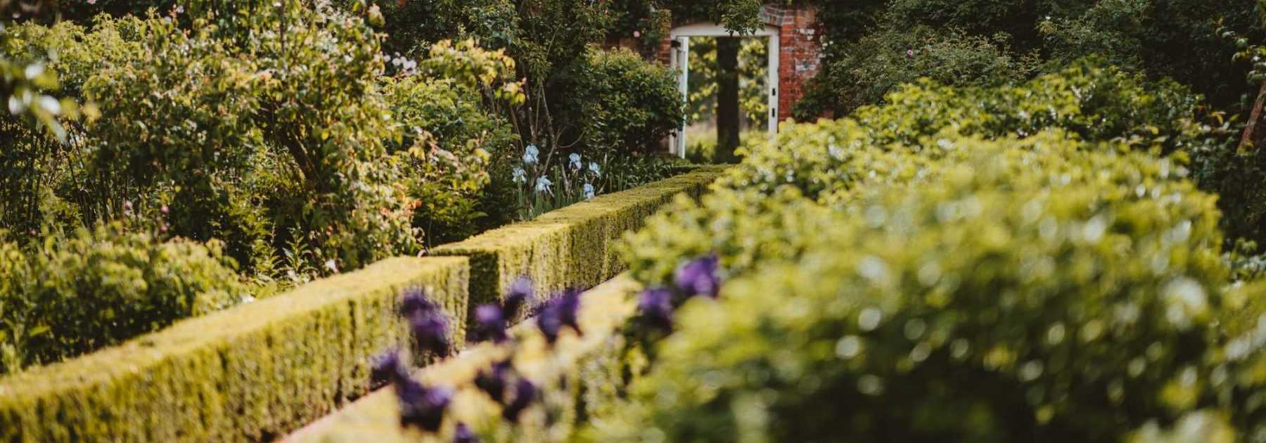 Evergreen hedges, bushes for all garden styles