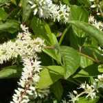 Itea: planting, pruning and maintaining