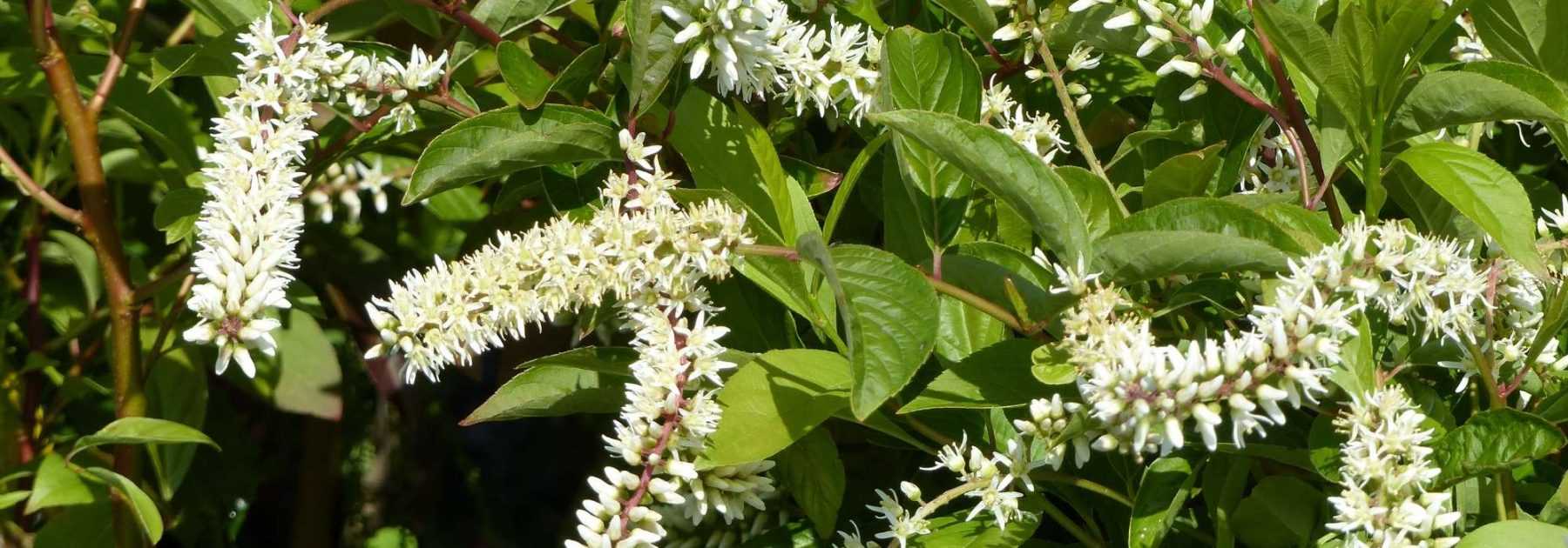Itea: planting, pruning and maintaining