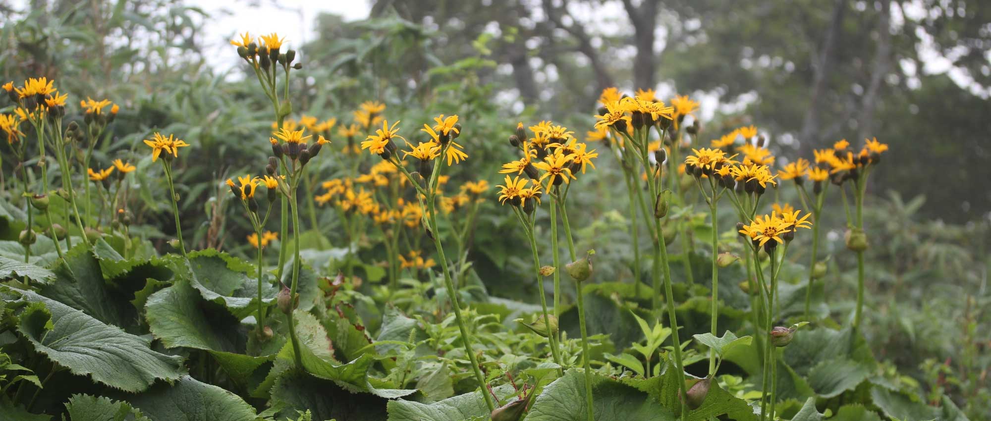 <em>Ligularia</em>, leopard plant: to plant, to grow and to care for