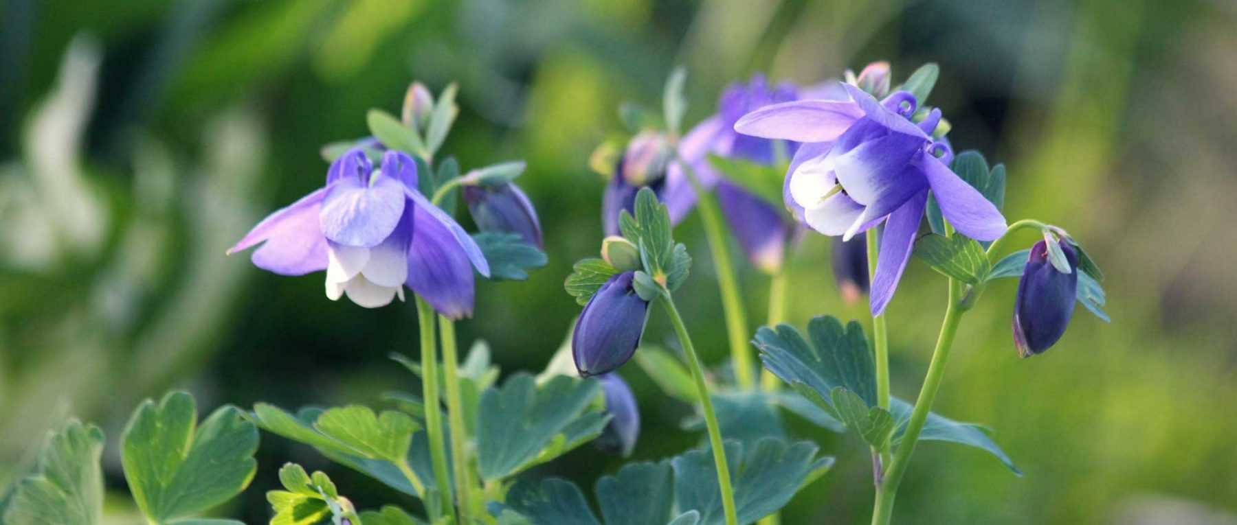 10 very easy perennials to sow