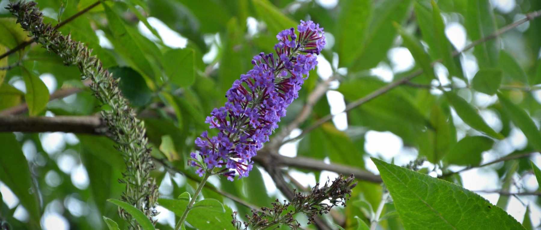 15 very easy plants to propagate