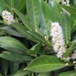 Palmate laurel and Portuguese laurel: planting, pruning and maintaining