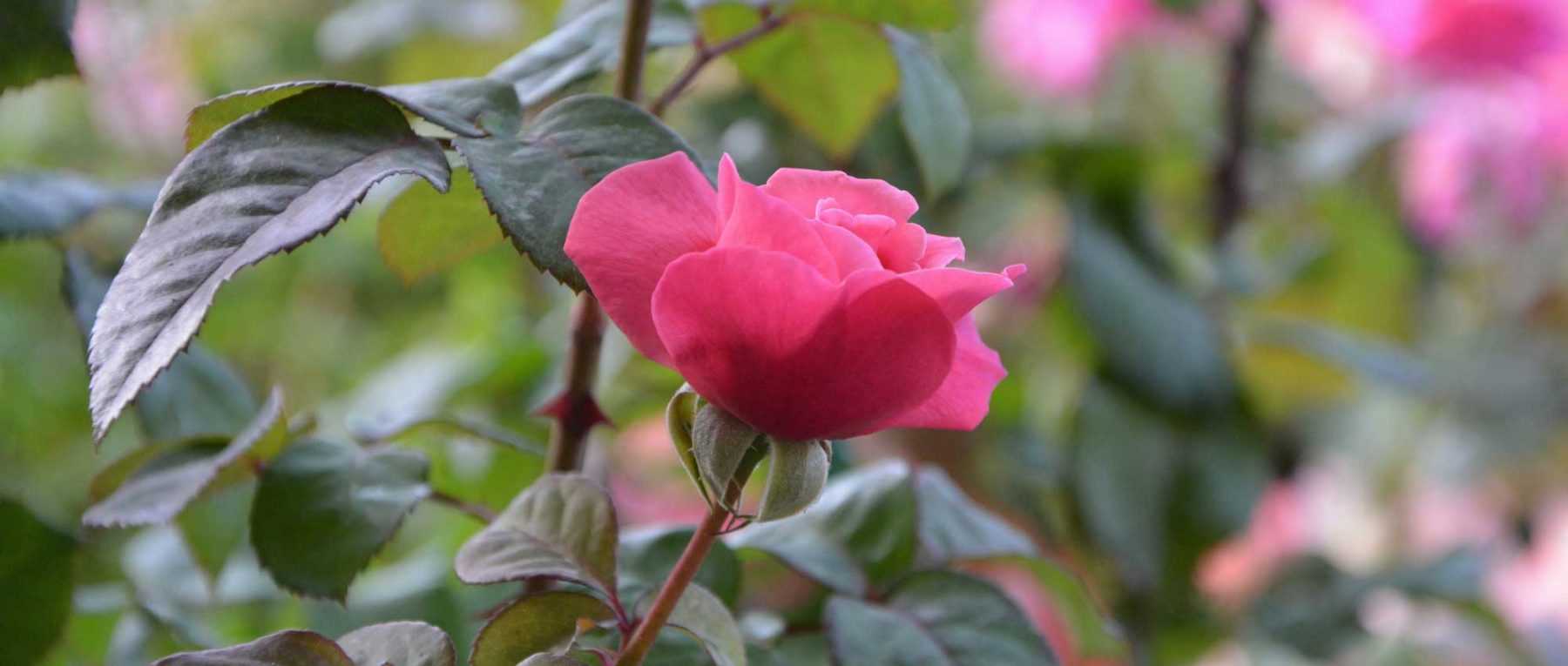 Roses: bare roots or in pots?
