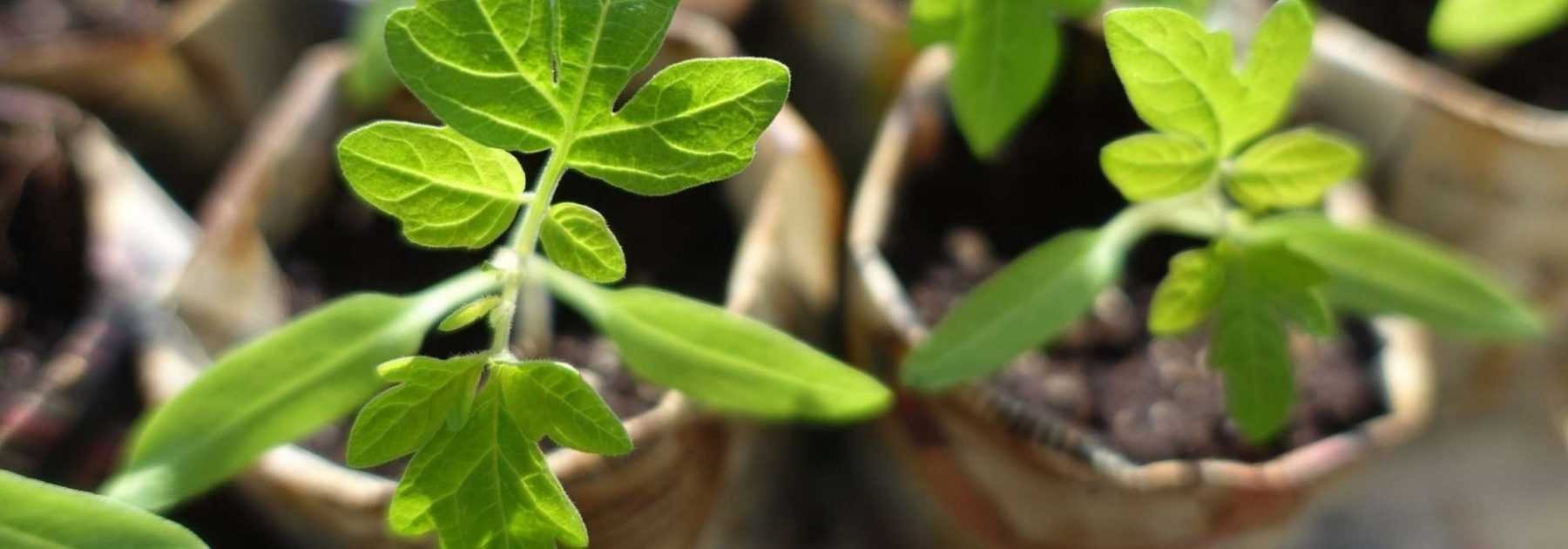 Troc or plant exchange: our tips for organising