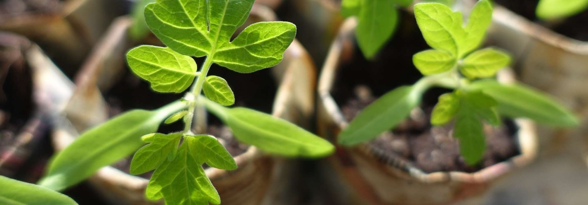 Troc or plant exchange: our tips for organising