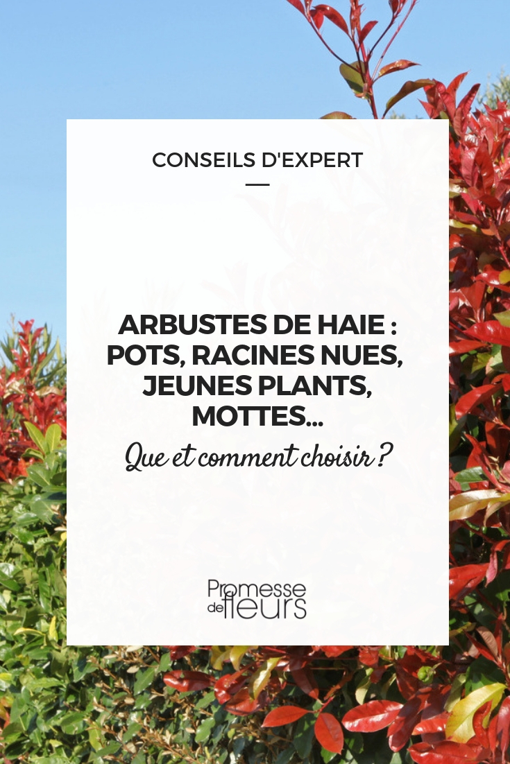 Hedge: Choosing the Packaging for Your Bushes