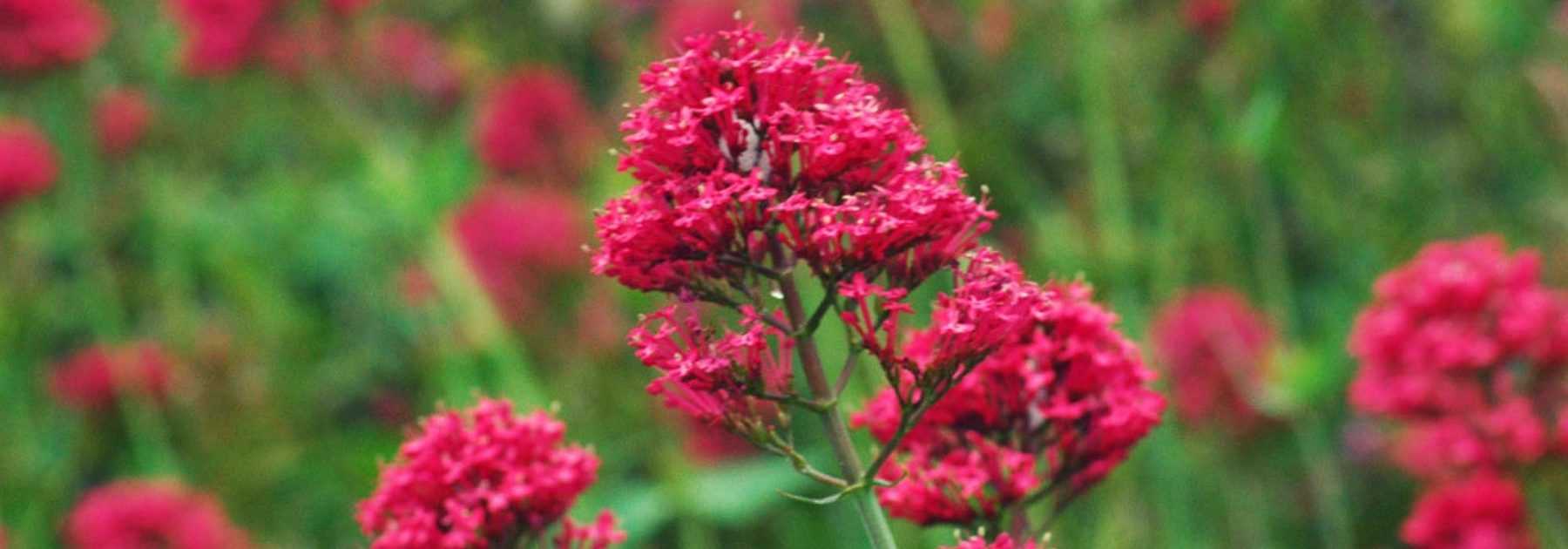 Spanish lilac, valeriana: sowing, planting and care