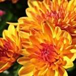 Chrysanthemum : planting, maintenance, pruning