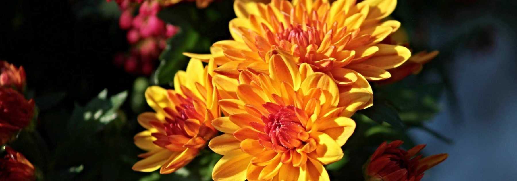 Chrysanthemum : planting, maintenance, pruning