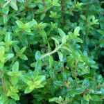Shrubby honeysuckles, *lonicera*: planting, pruning and maintaining