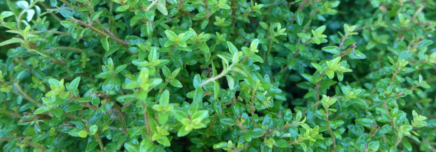 Shrubby honeysuckles, *lonicera*: planting, pruning and maintaining
