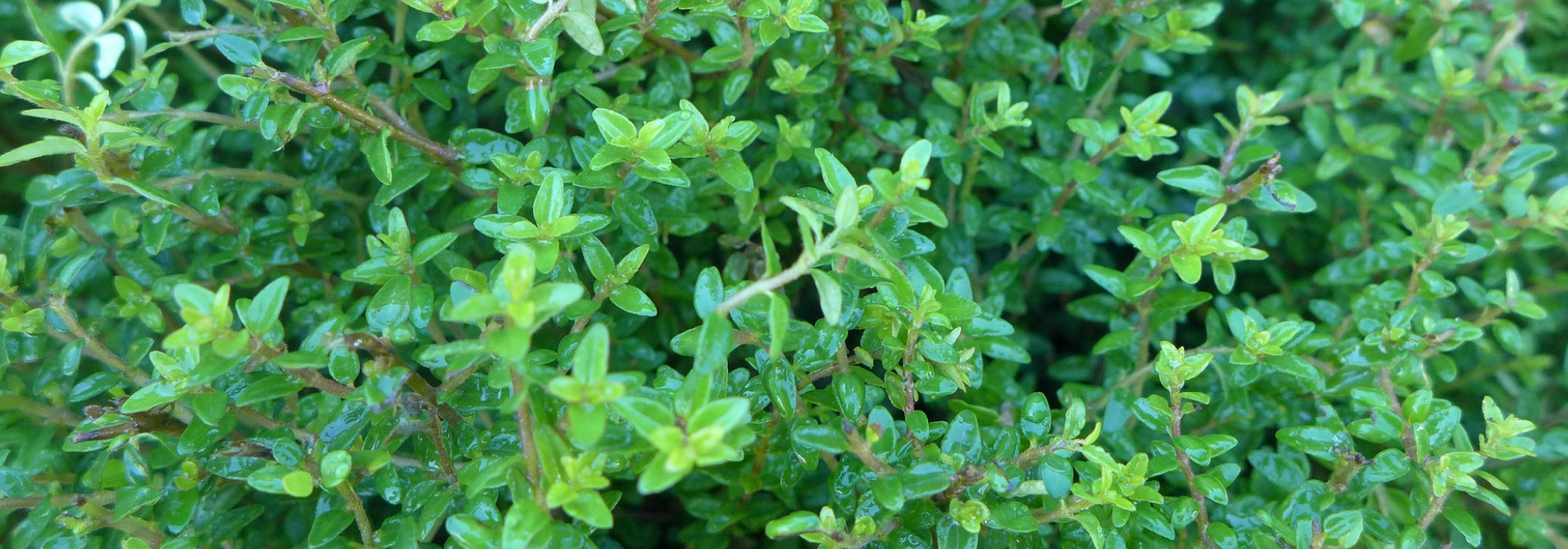 Shrubby honeysuckles, *lonicera*: planting, pruning and maintaining