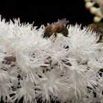 <em>Cimicifuga</em>: to plant, to grow and to care for
