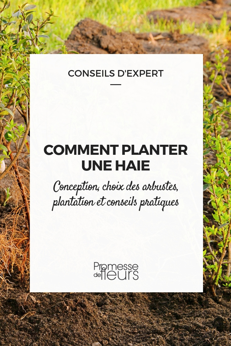 Planting a Hedge - Practical Tips