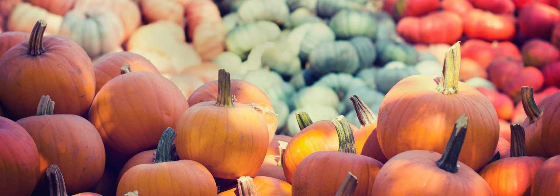 Squashes: sowing, planting, growing, harvesting
