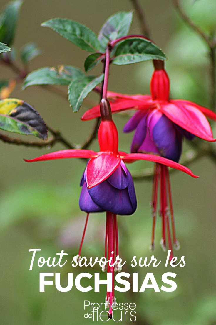 Fuchsia - Cultivation Tips, Planting, and Maintenance