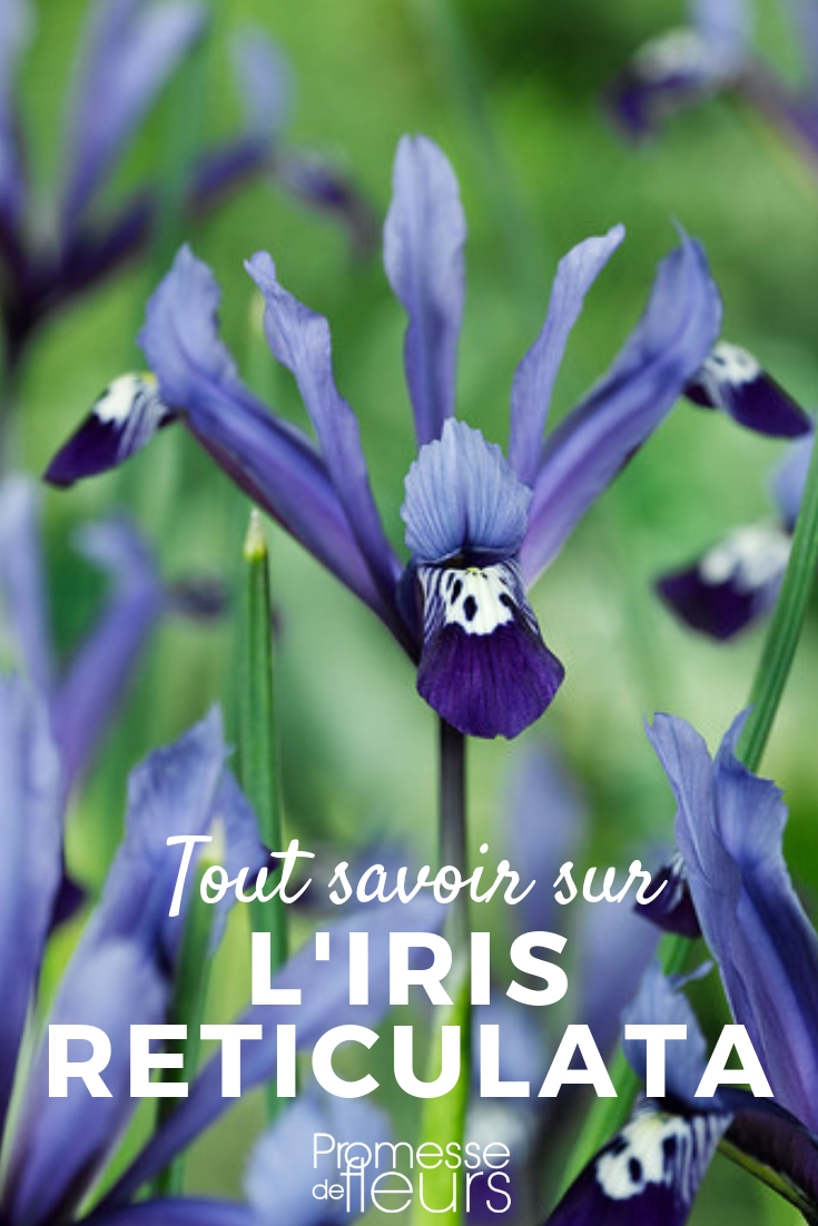 Iris reticulata Iris reticulata: Planting, Cultivation