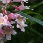 Kolkwitzia : plant, pruning et maintain