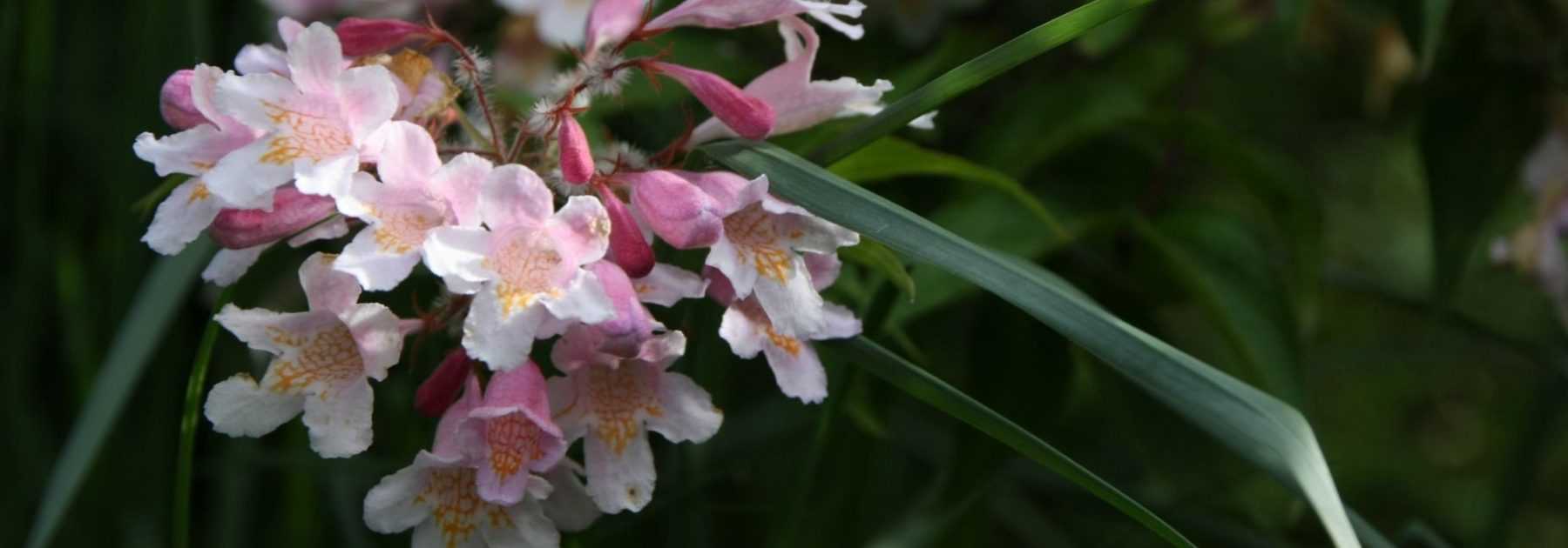 Kolkwitzia : plant, pruning et maintain