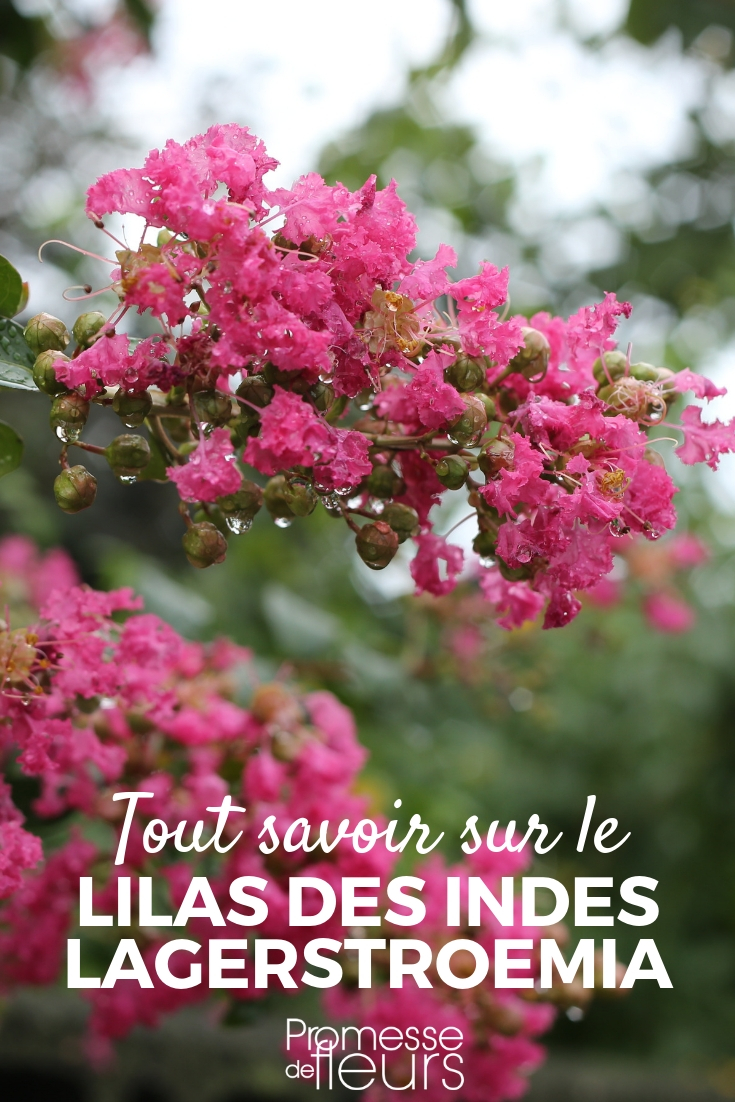 Indian Lilac, Lagerstroemia: Planting, Pruning, and Maintenance Indian Lilac, Lagerstroemia: Cultivation Tips, Pruning Guidance