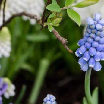 Planting bulbs in "lasagnes" – Illustrated tutorial