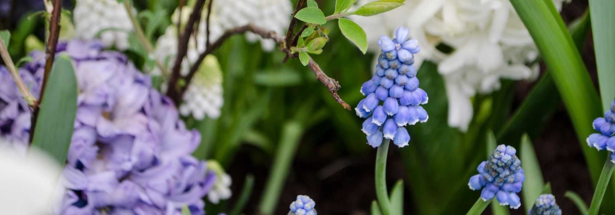 Planting bulbs in "lasagnes" – Illustrated tutorial