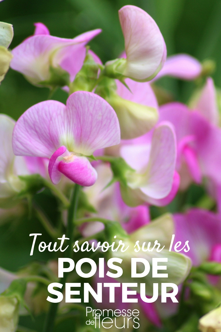 Sweet Pea - Sowing, Planting, Cultivating Sweet Pea: Sowing, Planting, Cultivation - Tips