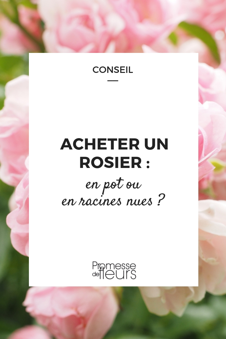 Roses: Potted or Bare Roots: Which to Choose?