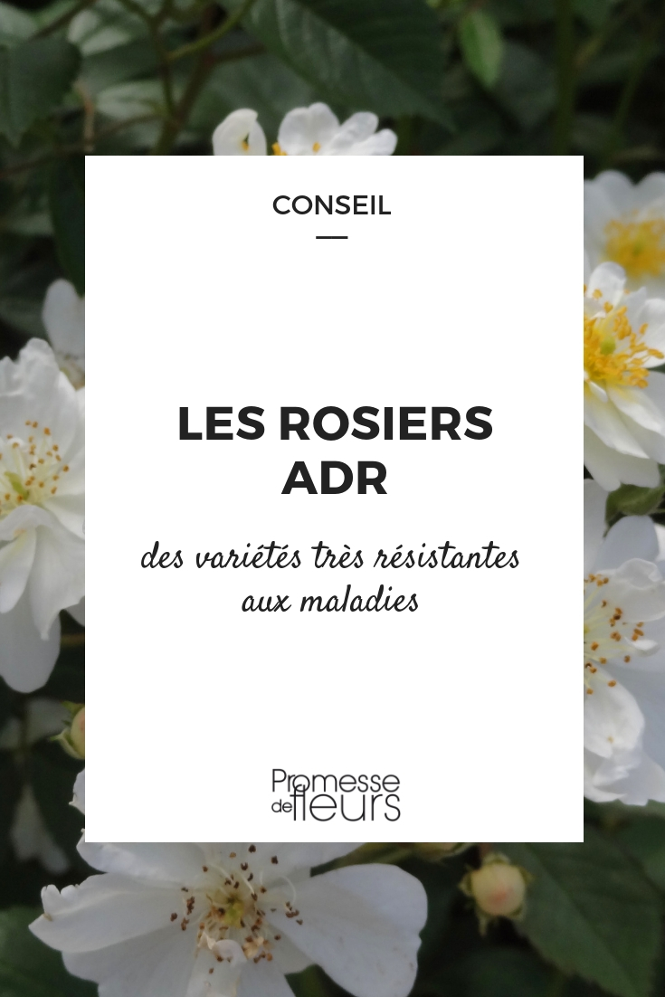 ADR roses ADR-labelled rose