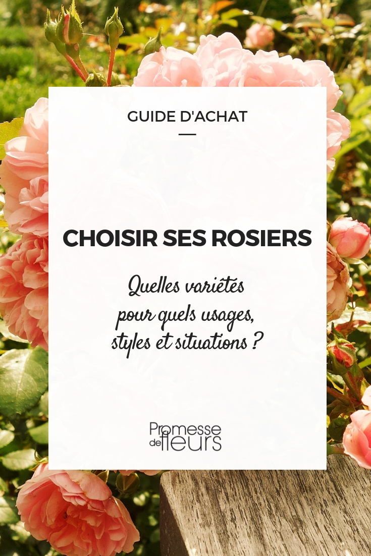 Choosing a Rose Bush - Our Advice