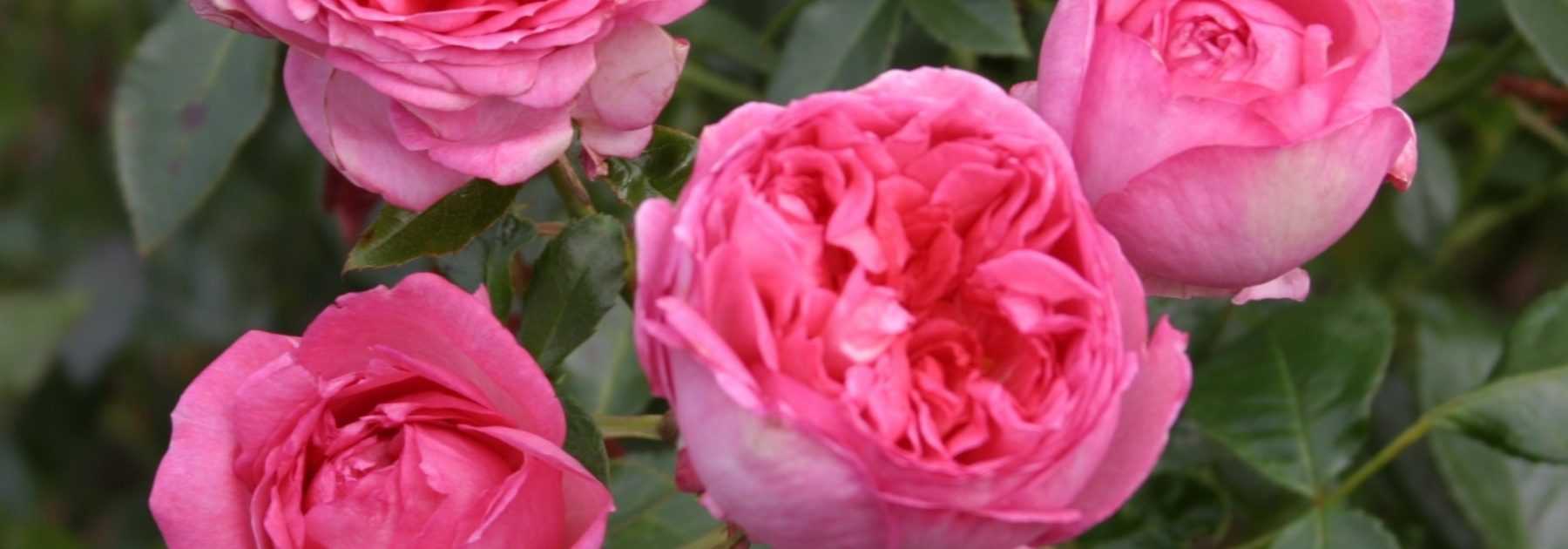 Roses: the most fragrant