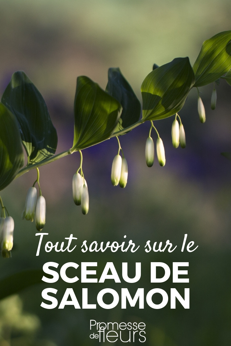 Solomon's Seal, Polygonatum: Everything You Need to Know and Advice