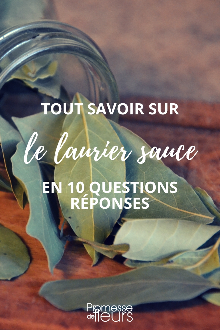 Bay Laurel, Laurus nobilis: 10 Questions and Answers