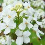 7 early perennials to plant in October