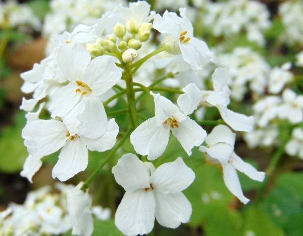 7 early perennials to plant in October