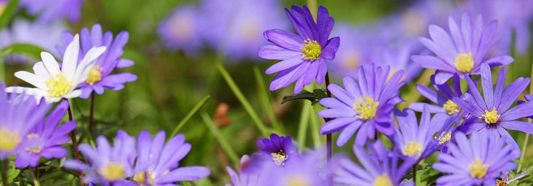 Spring anemones: planting, cultivation, care and use