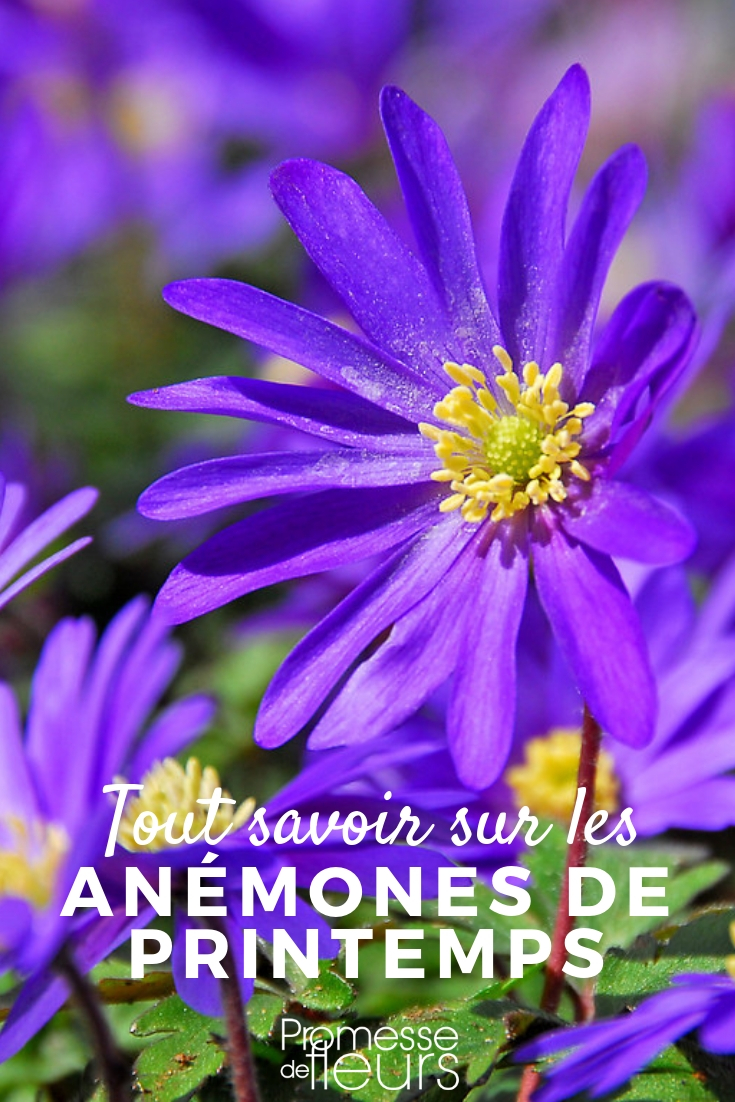 Spring Anemones: Everything You Need to Know anemone