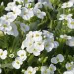 <em>Arabis</em>, corbeille d'argent: planting and care