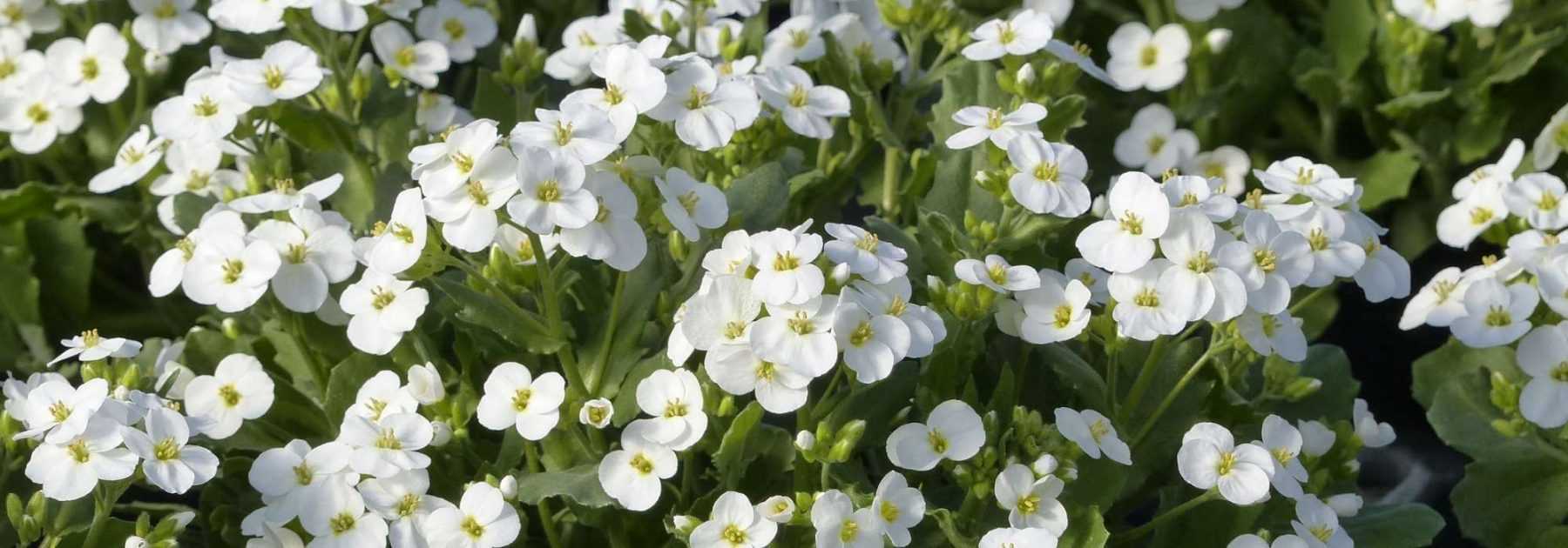 <em>Arabis</em>, corbeille d'argent: planting and care