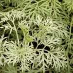 Mugwort, <em>Artemisia</em>: planting, pruning and care