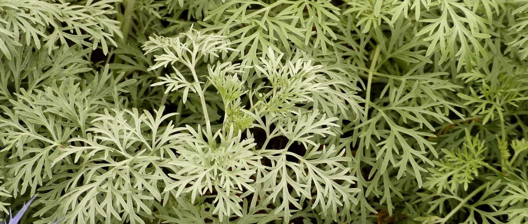 Mugwort, <em>Artemisia</em>: planting, pruning and care