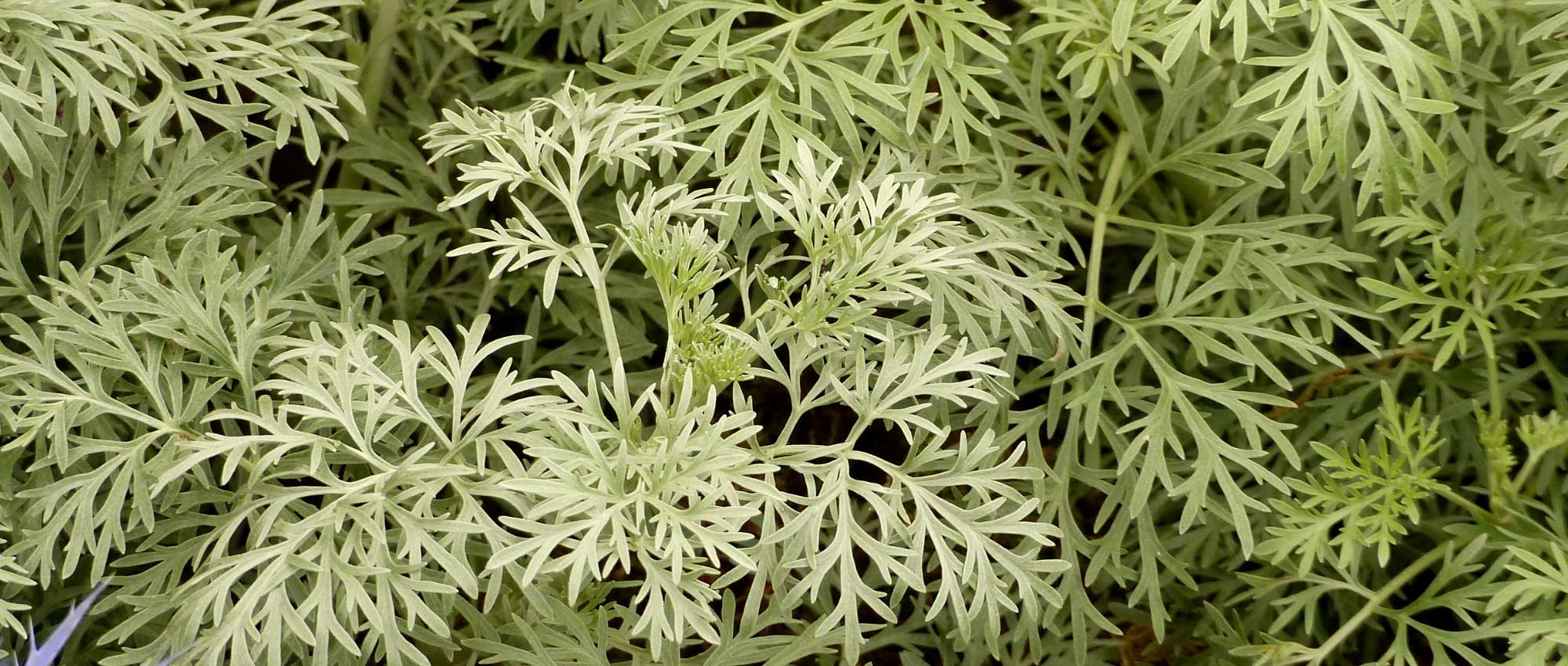 Mugwort, <em>Artemisia</em>: planting, pruning and care