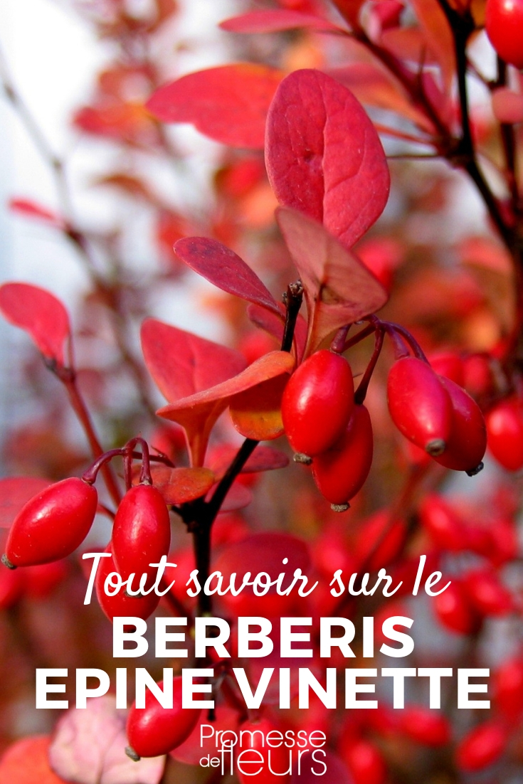 Berberis, Advice