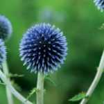 <em>Echinops</em>: planting, growing and care